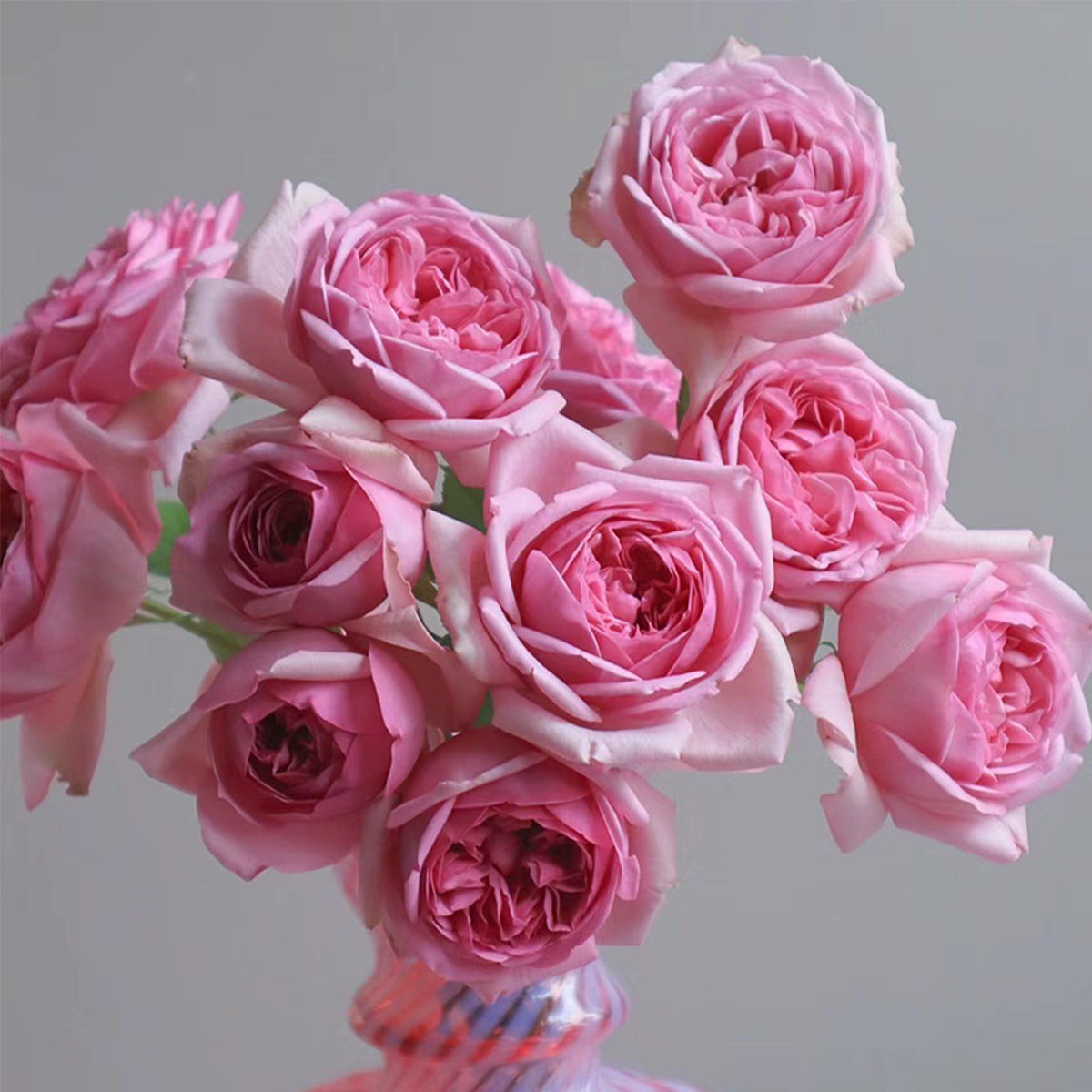 French Garden Shrub Rose Inspired by Pompadour