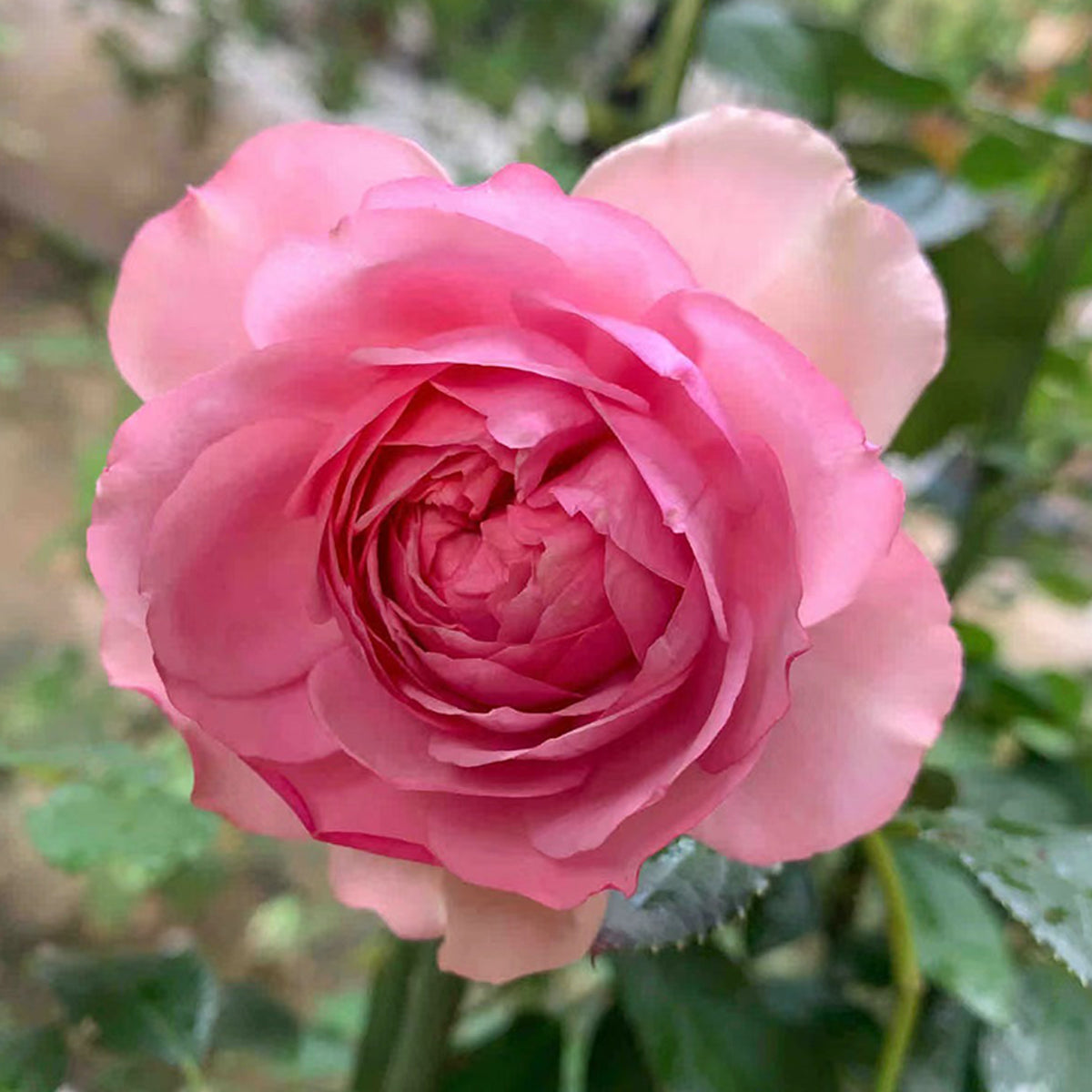French Garden Shrub Rose Inspired by Pompadour