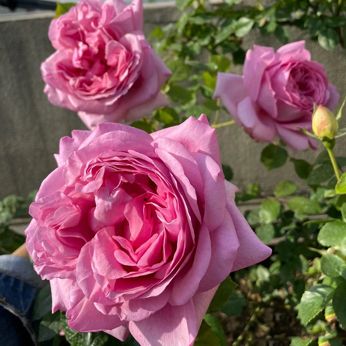 French Garden Shrub Rose Inspired by Pompadour