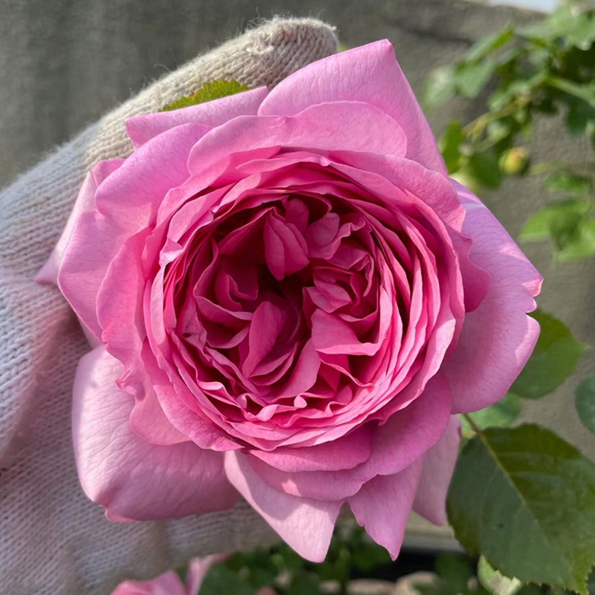French Garden Shrub Rose Inspired by Pompadour