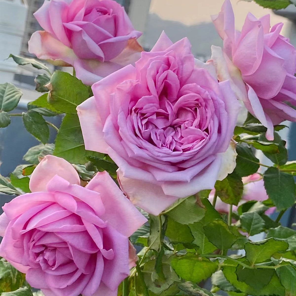 French Garden Shrub Rose Inspired by Pompadour