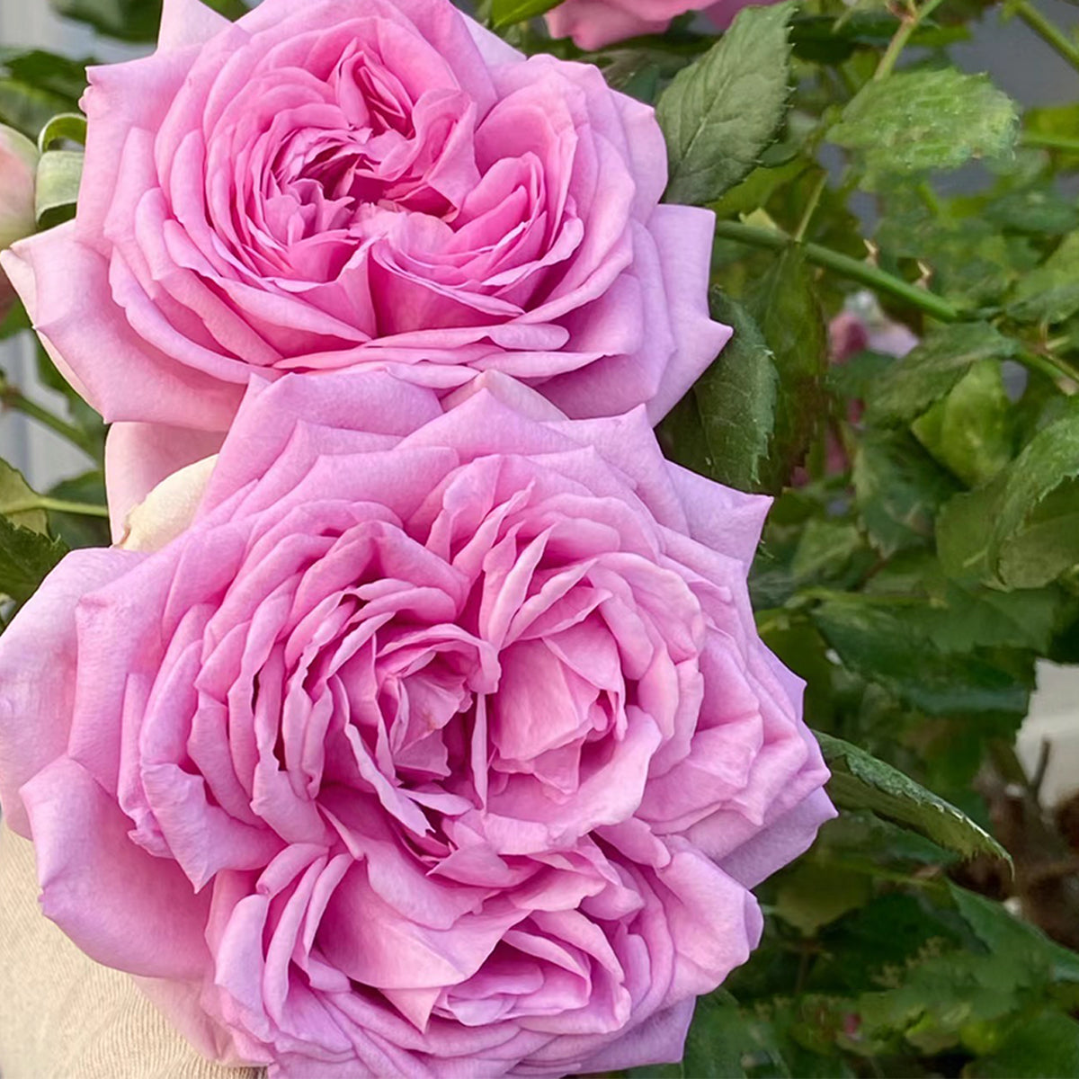French Garden Shrub Rose Inspired by Pompadour