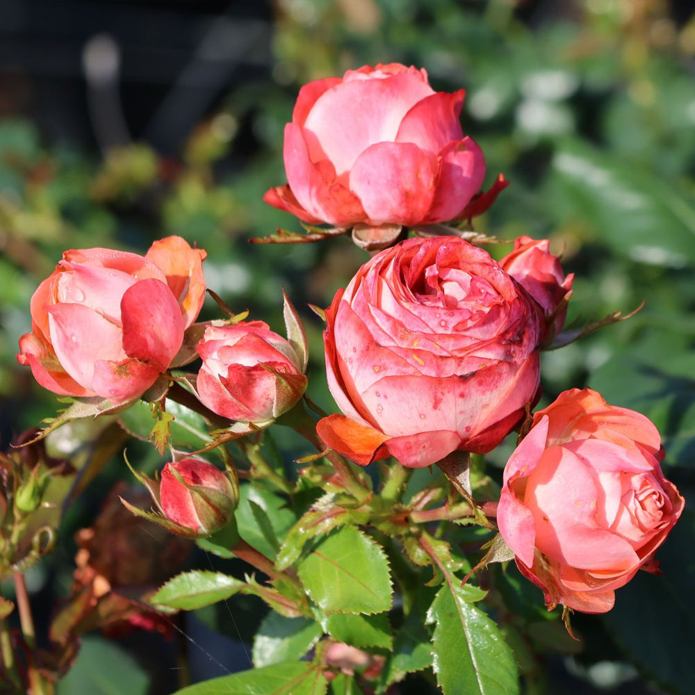 Pompeji German Garden Miniature Rose