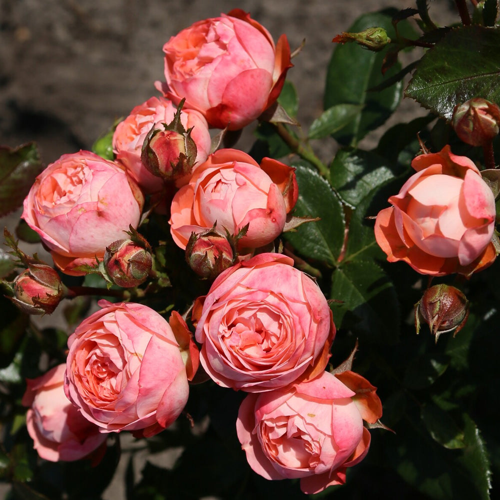 Pompeji German Garden Miniature Rose