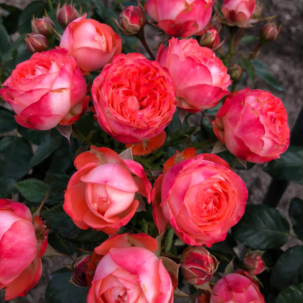 Pompeji German Garden Miniature Rose