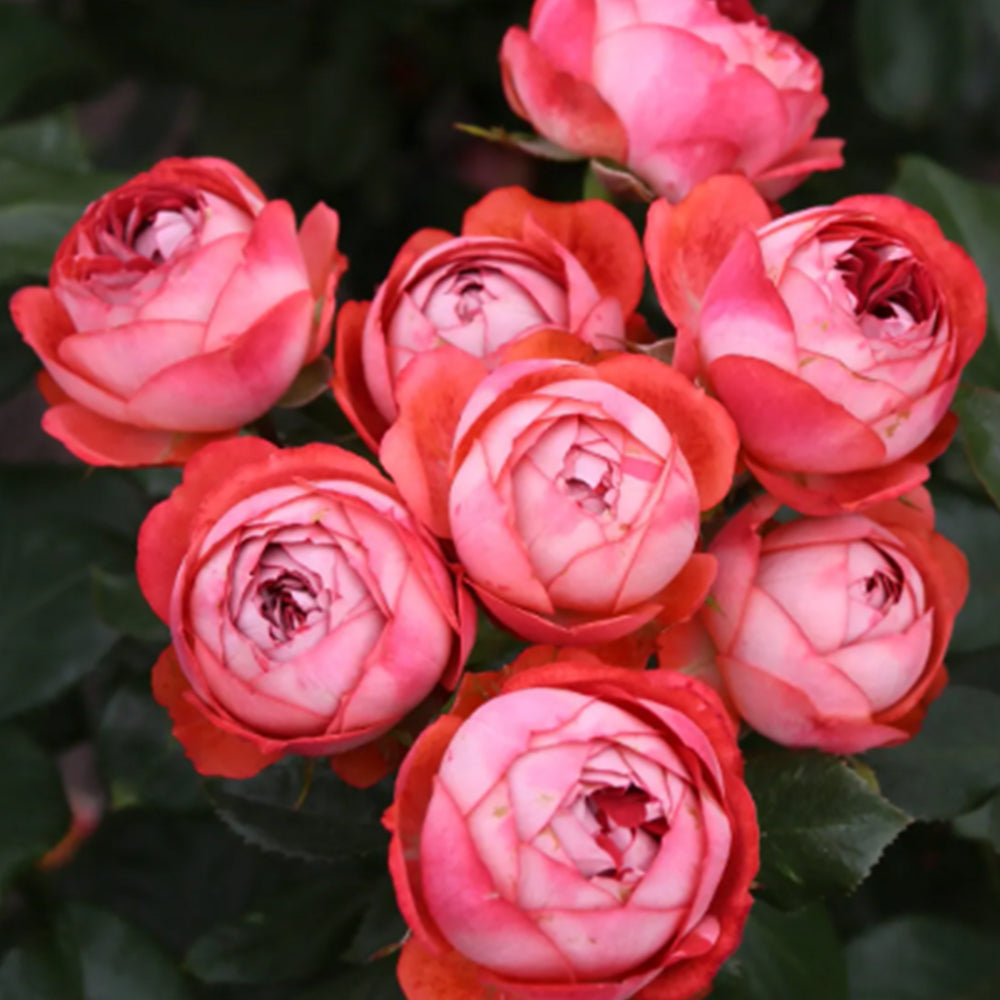 Pompeji German Garden Miniature Rose