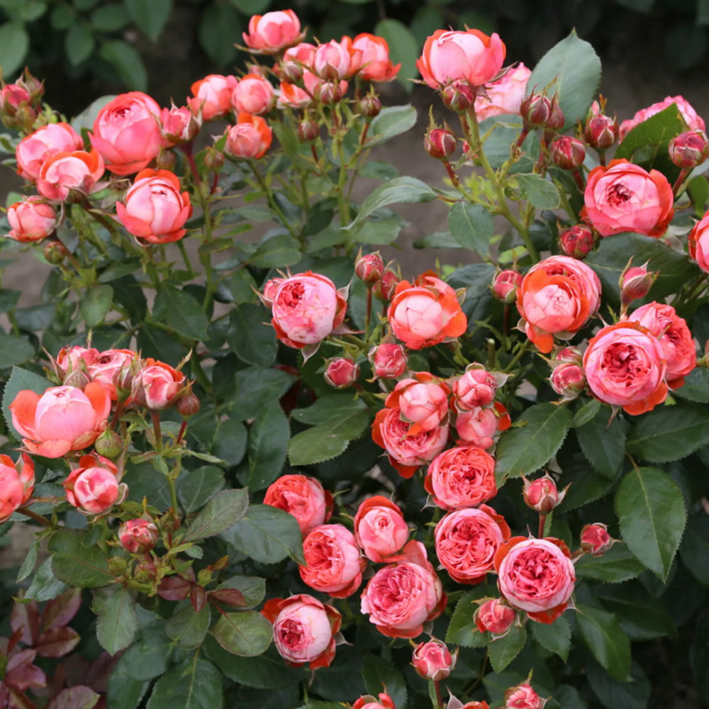 Pompeji German Garden Miniature Rose