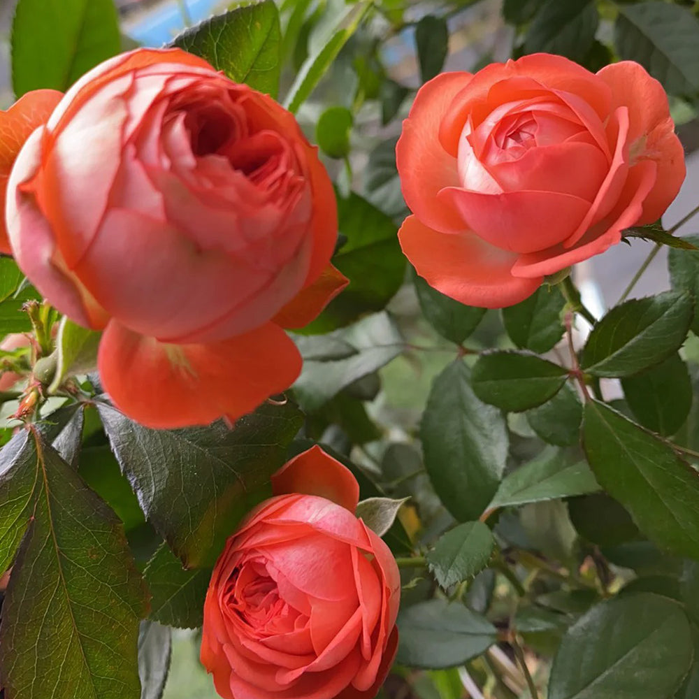 Pompeji German Garden Miniature Rose