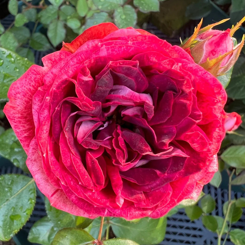 Pompeji German Garden Miniature Rose