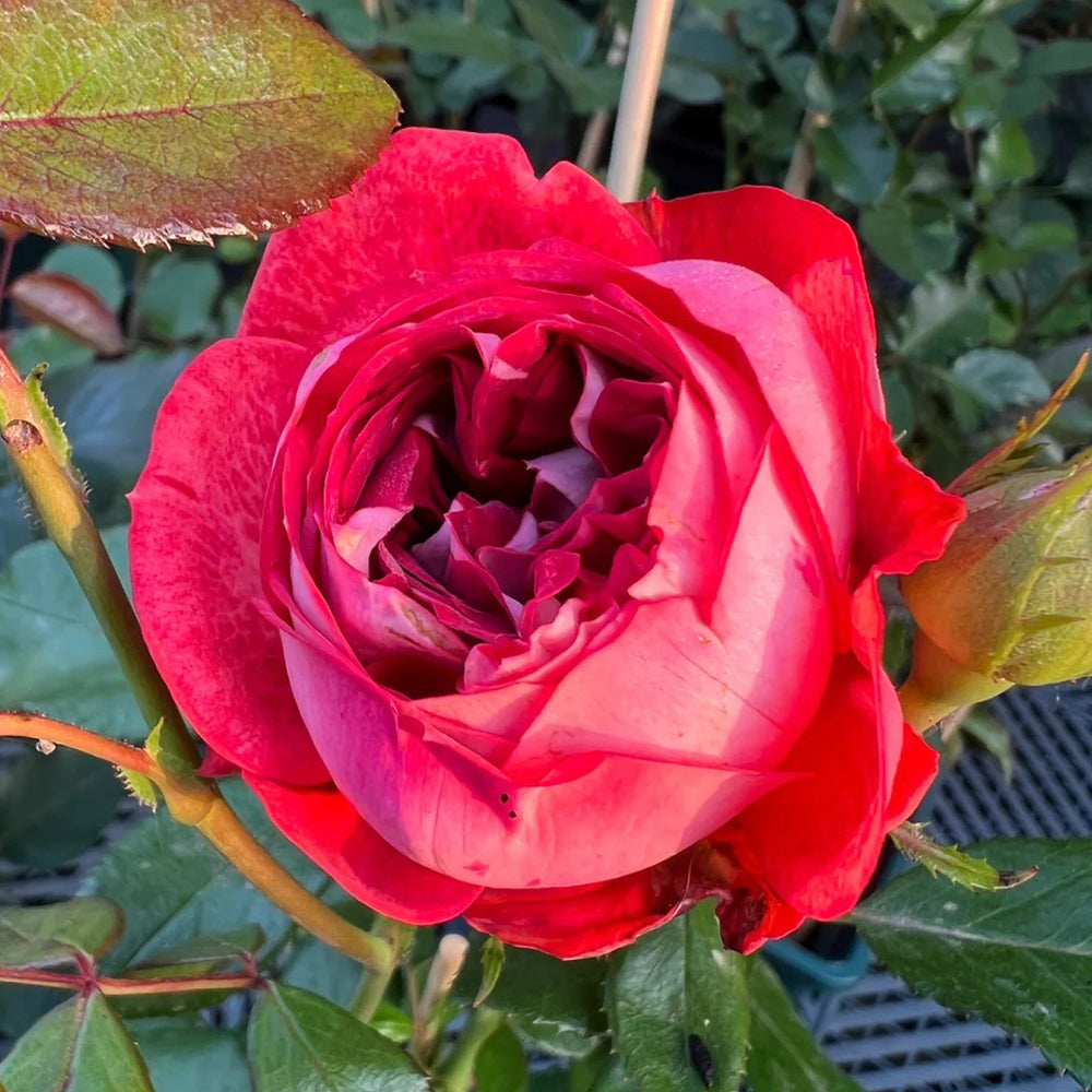 Pompeji German Garden Miniature Rose