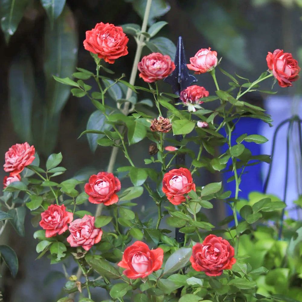 Pompeji German Garden Miniature Rose