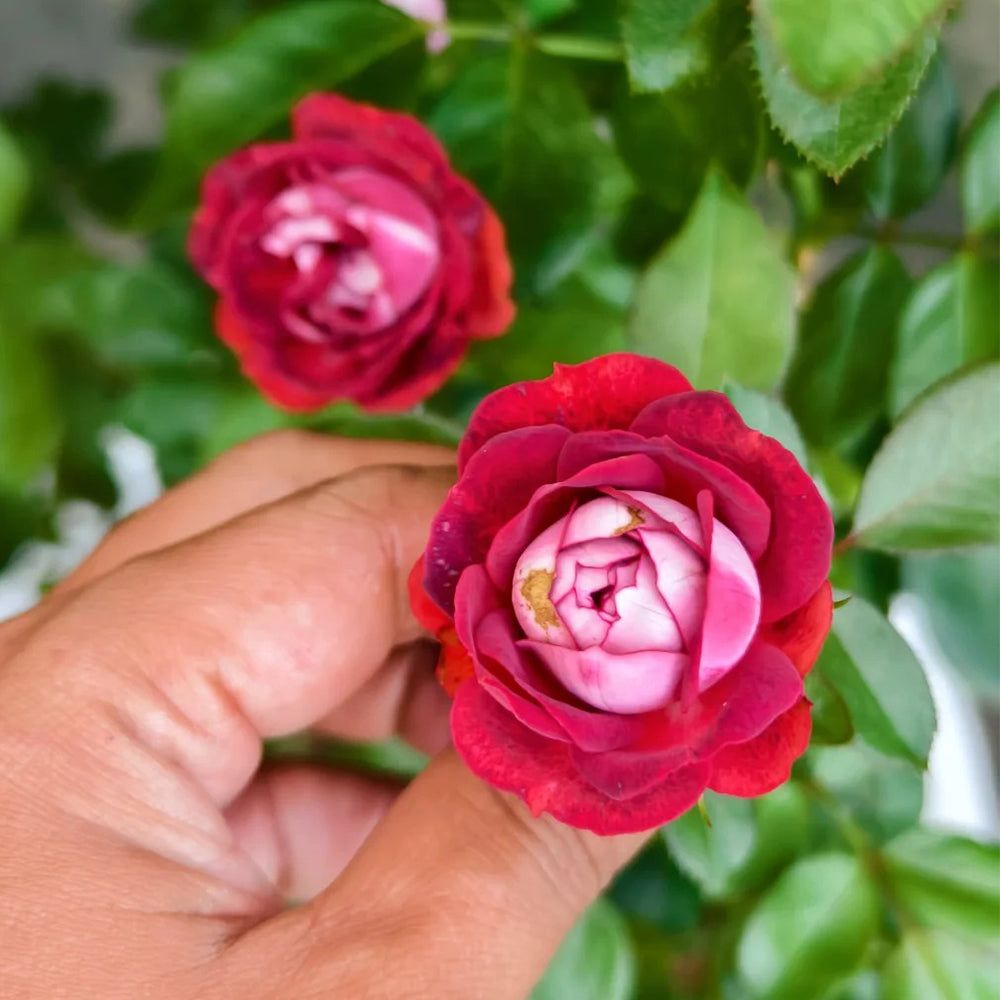 Pompeji German Garden Miniature Rose