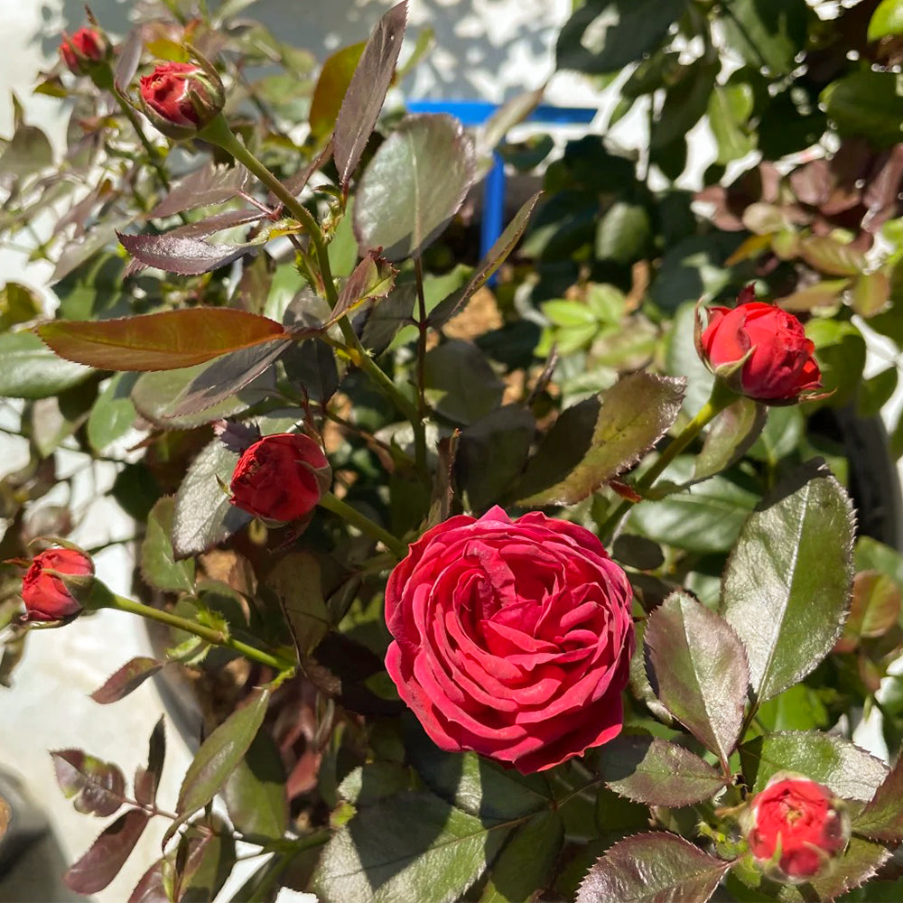 Pompeji German Garden Miniature Rose