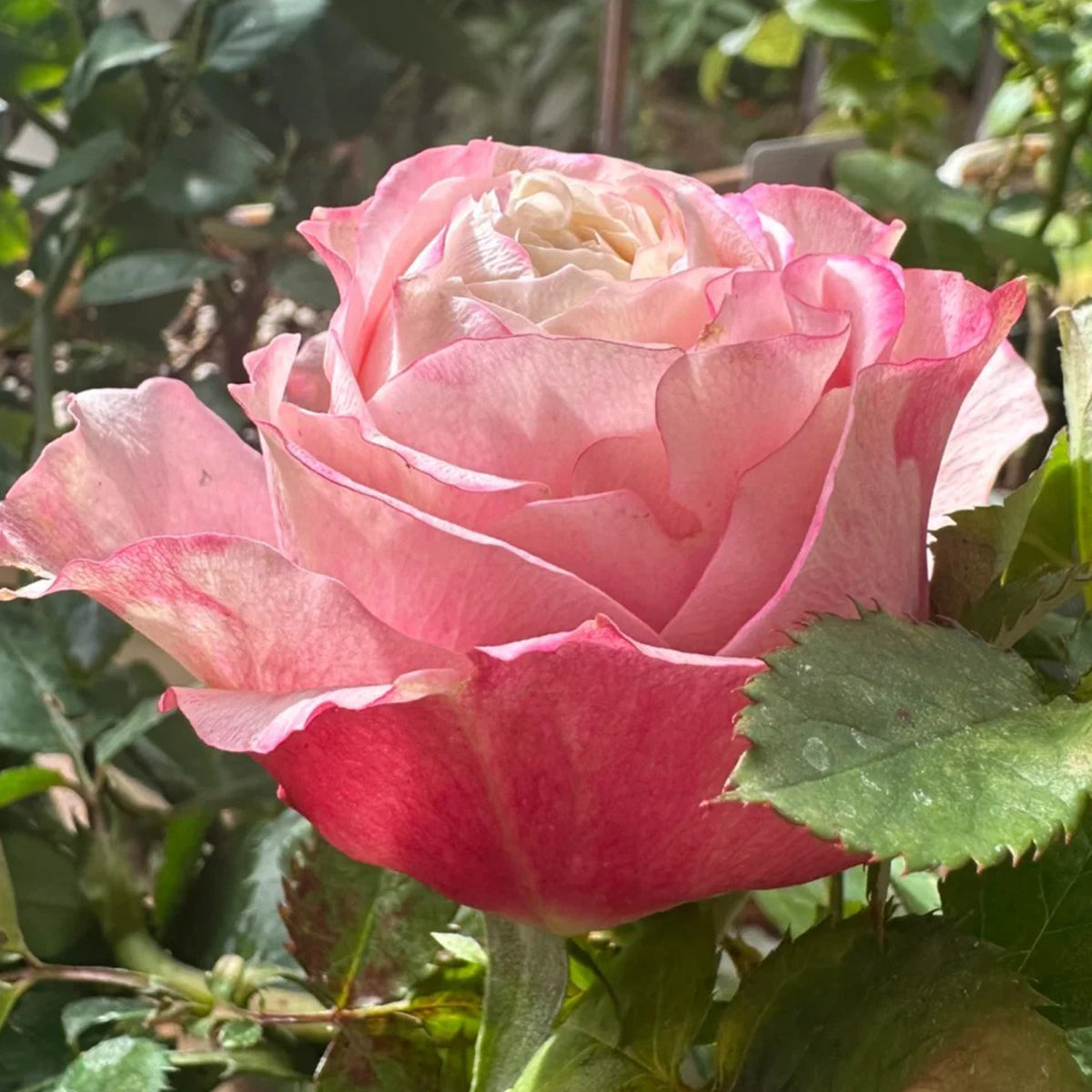Pompidou Dutch Florist Shrub Rose
