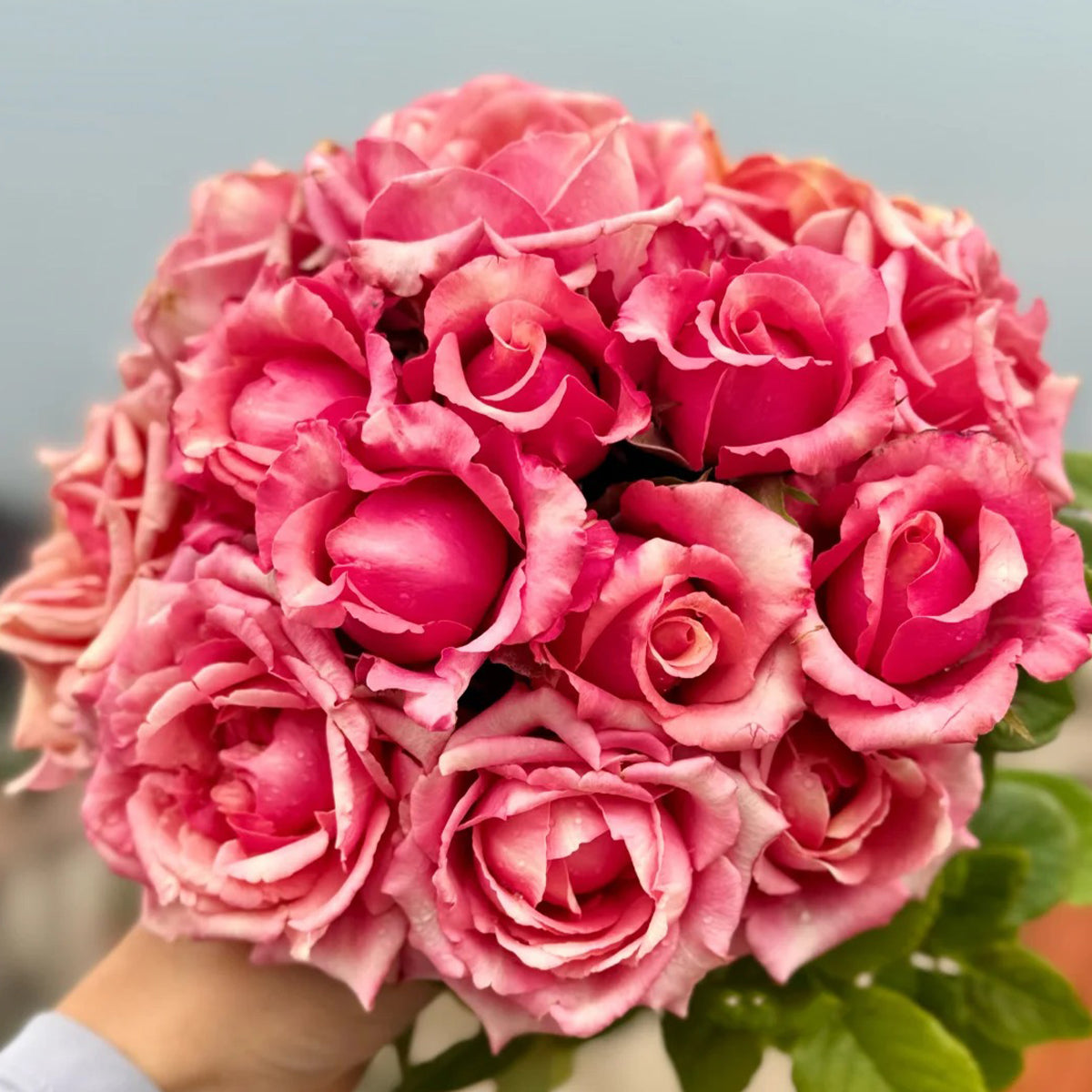 Pompidou Dutch Florist Shrub Rose