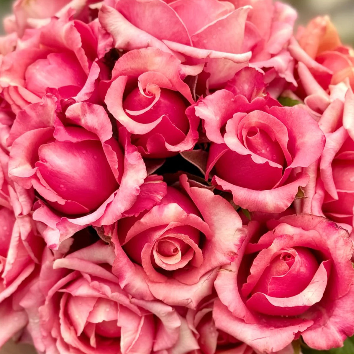 Pompidou Dutch Florist Shrub Rose