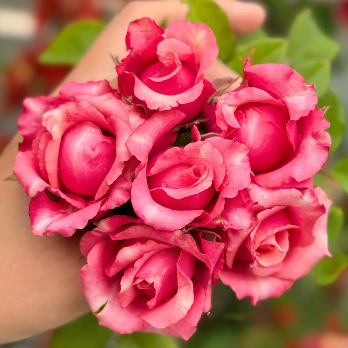 Pompidou Dutch Florist Shrub Rose