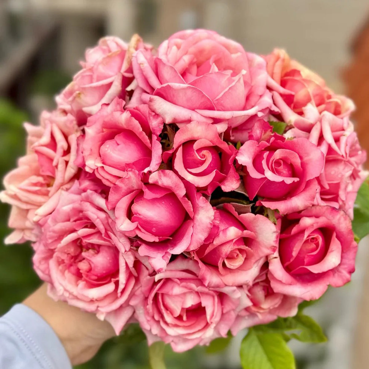 Pompidou Dutch Florist Shrub Rose