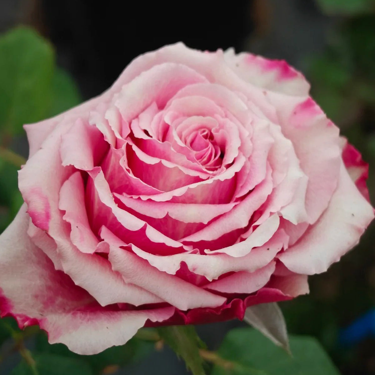 Pompidou Dutch Florist Shrub Rose