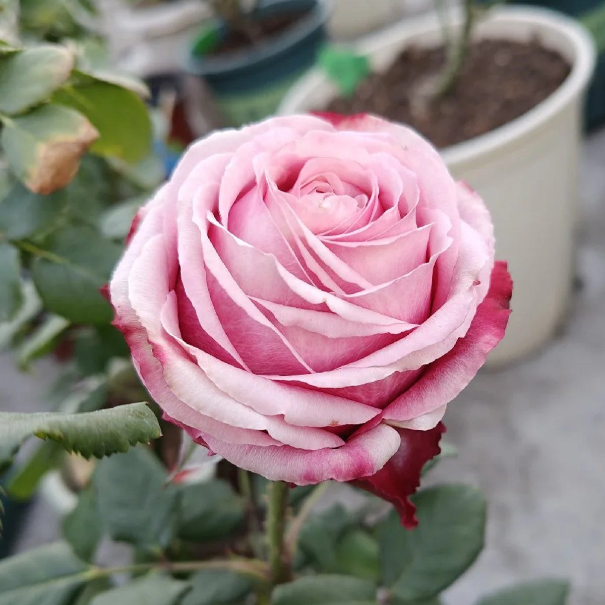 Pompidou Dutch Florist Shrub Rose