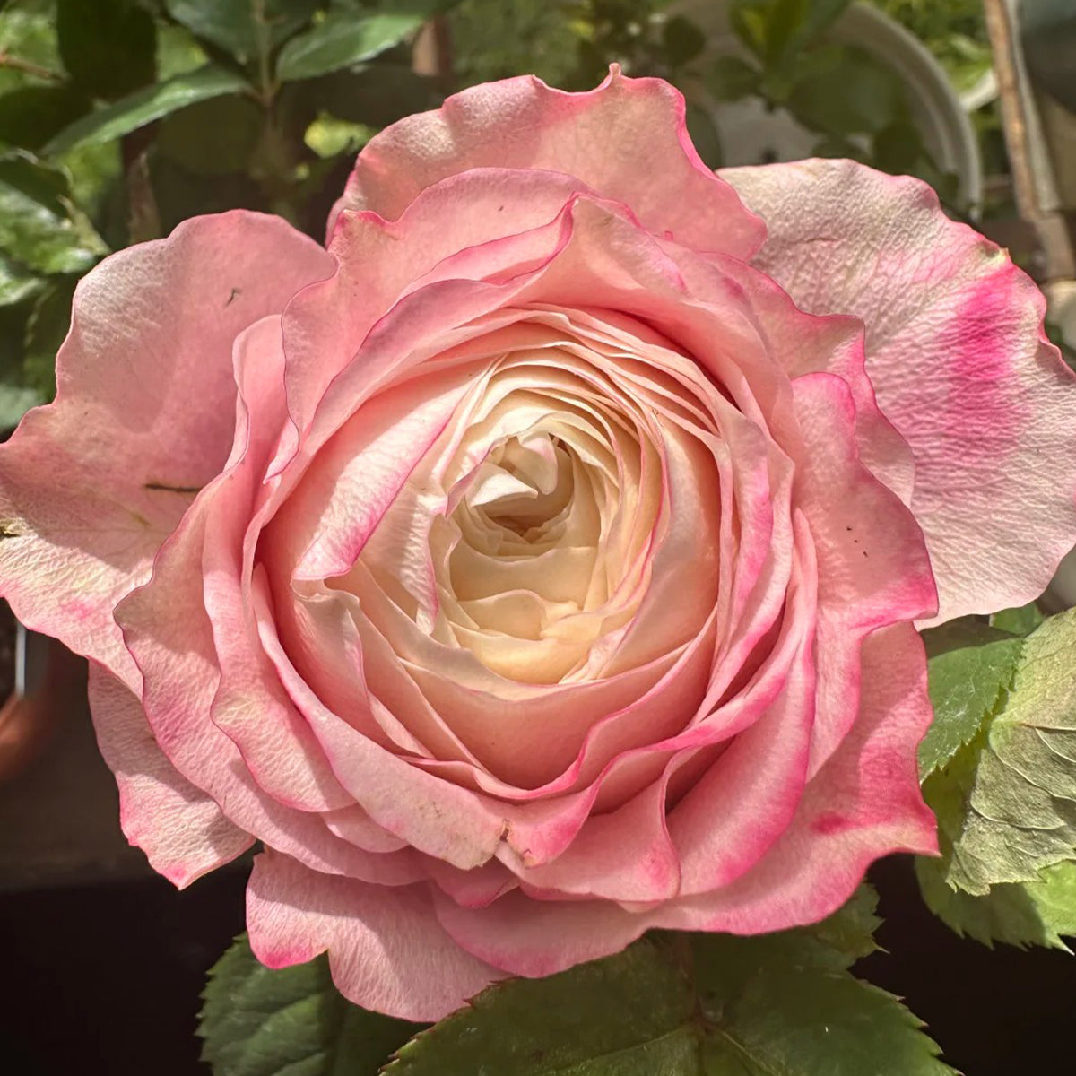 Pompidou Dutch Florist Shrub Rose