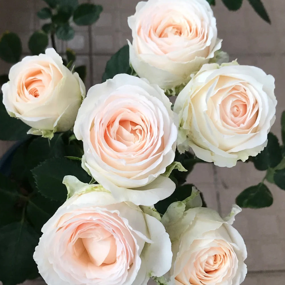 Porcelain Lace Dutch Florist Shrub Rose