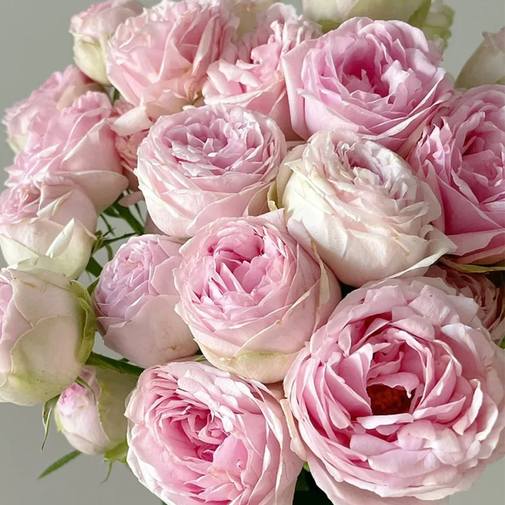 Porcelain Lace Dutch Florist Shrub Rose