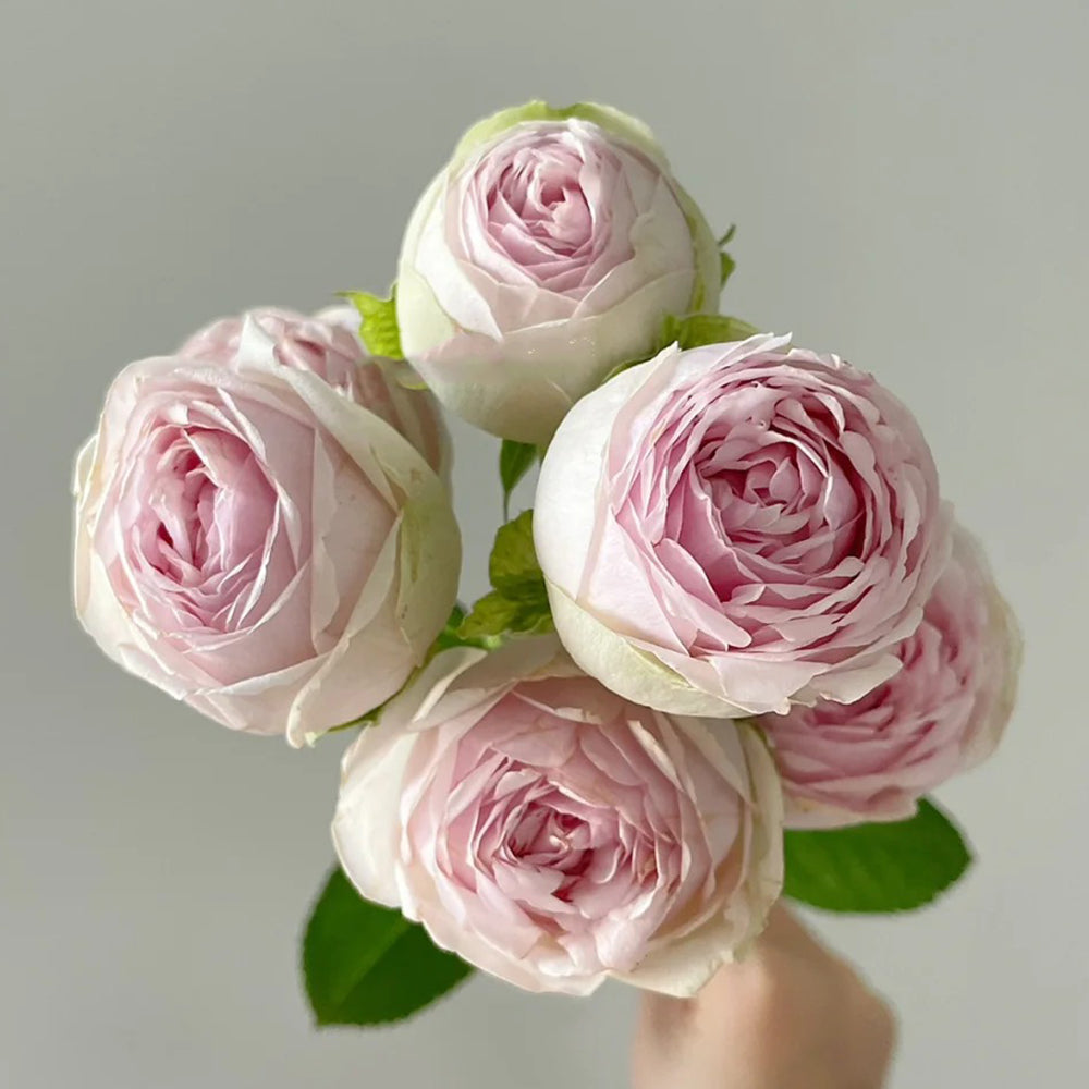 Porcelain Lace Dutch Florist Shrub Rose