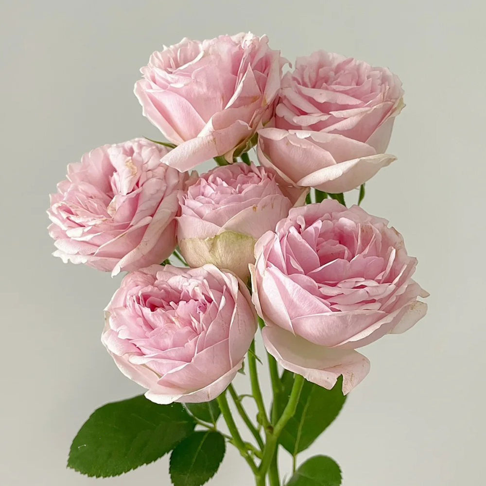 Porcelain Lace Dutch Florist Shrub Rose