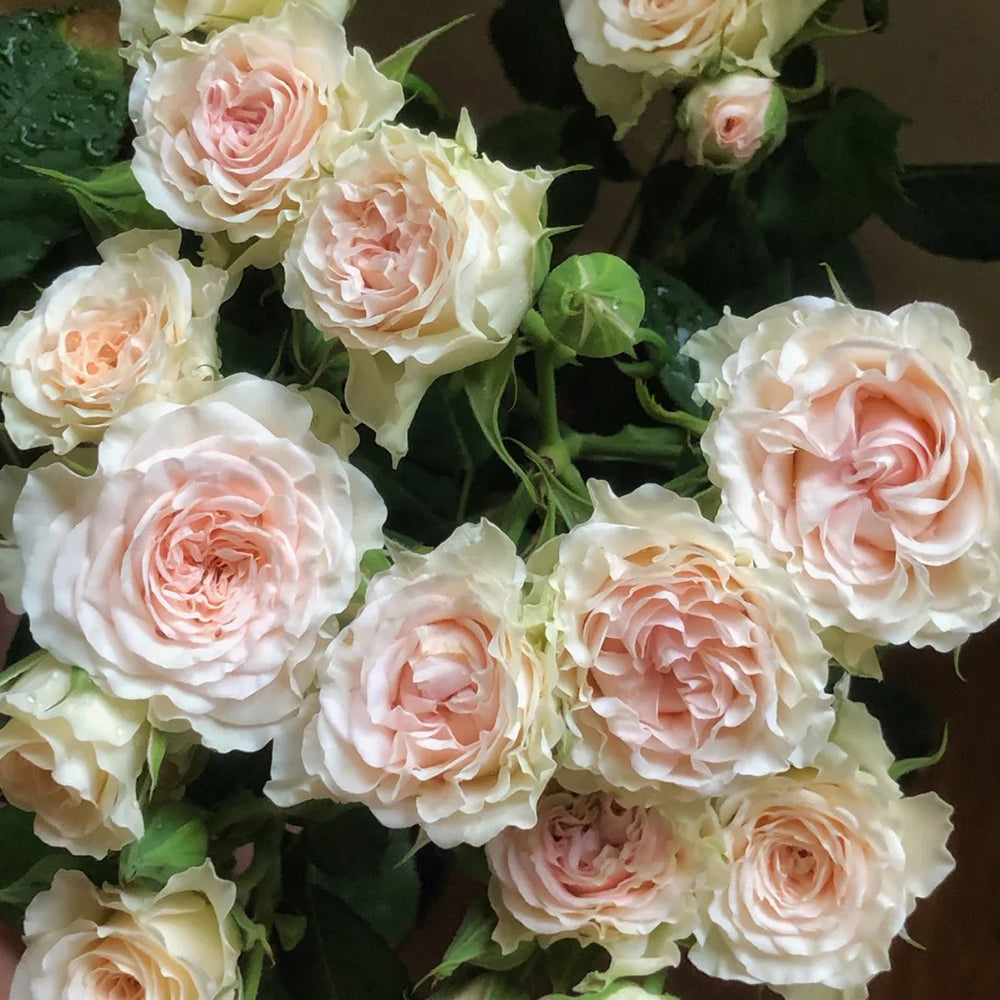 Porcelain Lace Dutch Florist Shrub Rose