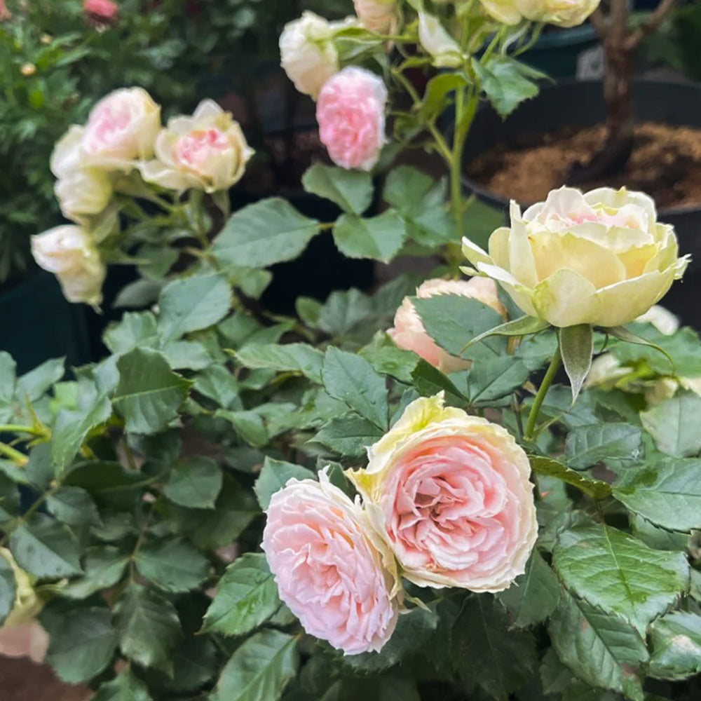 Porcelain Lace Dutch Florist Shrub Rose
