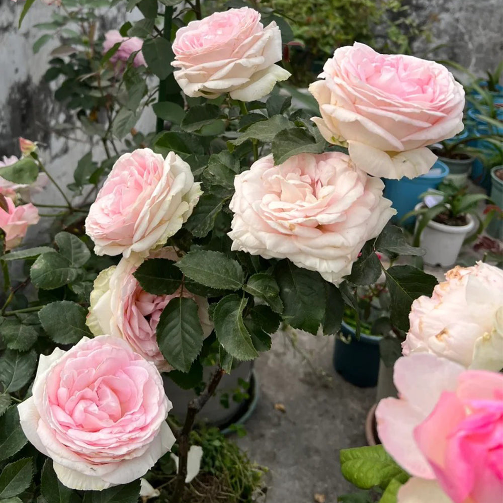 Porcelain Lace Dutch Florist Shrub Rose