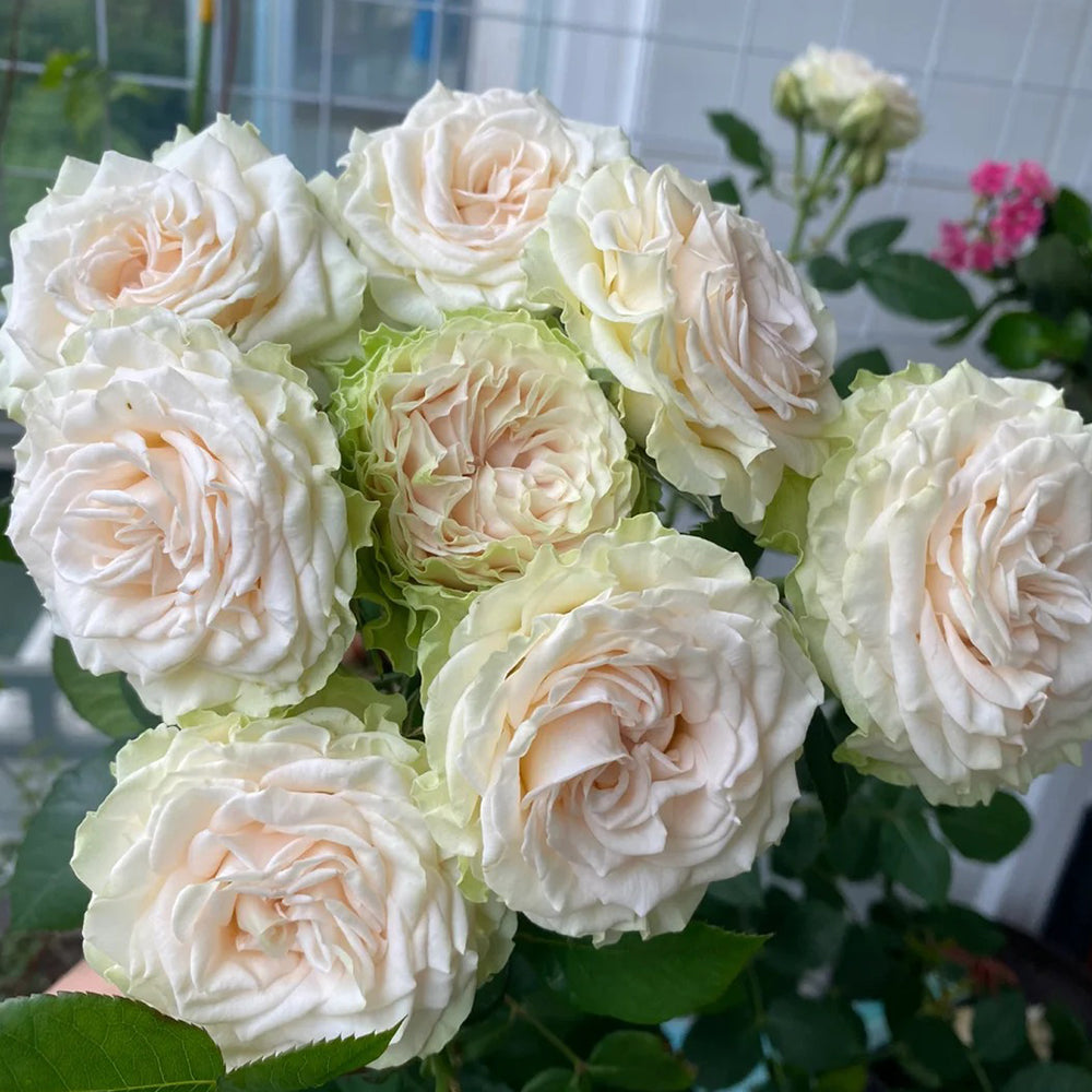 Porcelain Lace Dutch Florist Shrub Rose