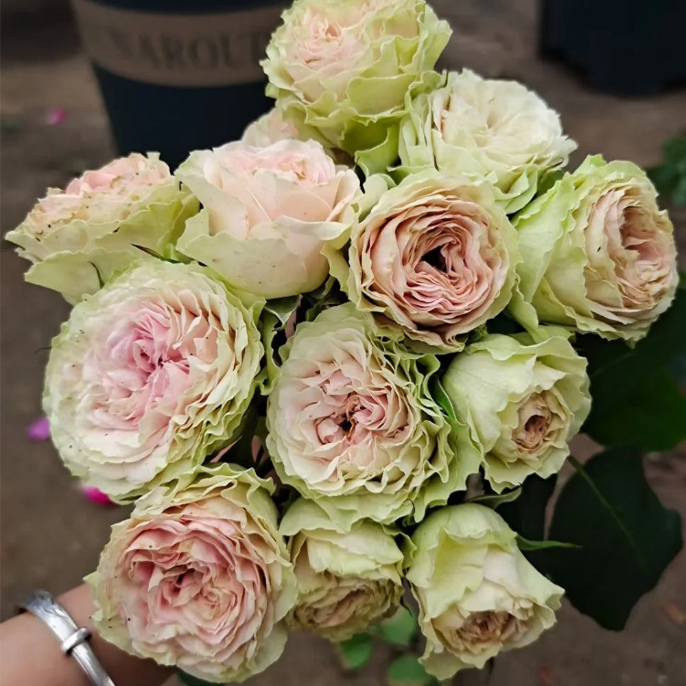 Porcelain Lace Dutch Florist Shrub Rose