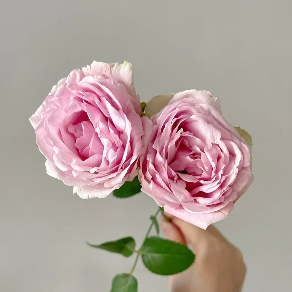 Porcelain Lace Dutch Florist Shrub Rose
