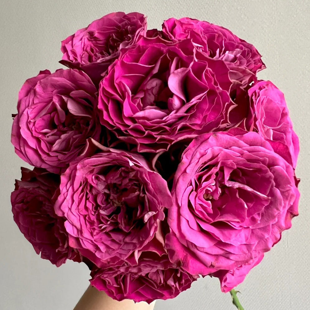 Netherlands Florist Shrub Rose Inspired by Precious Moments For