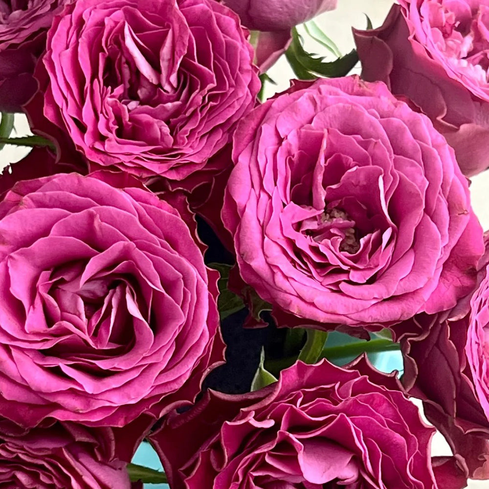 Dutch Florist Shrub Rose Inspired by Precious Moments