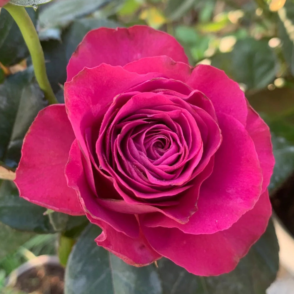 Dutch Florist Shrub Rose Inspired by Precious Moments