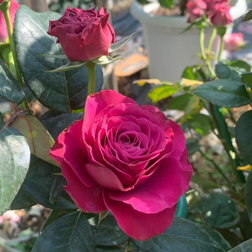 Dutch Florist Shrub Rose Inspired by Precious Moments