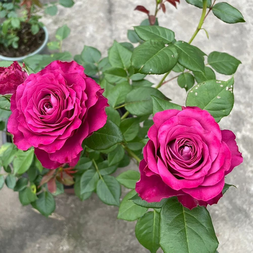 Dutch Florist Shrub Rose Inspired by Precious Moments