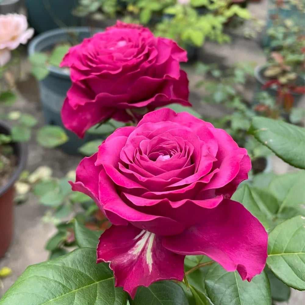 Dutch Florist Shrub Rose Inspired by Precious Moments