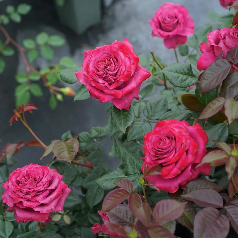 Dutch Florist Shrub Rose Inspired by Precious Moments