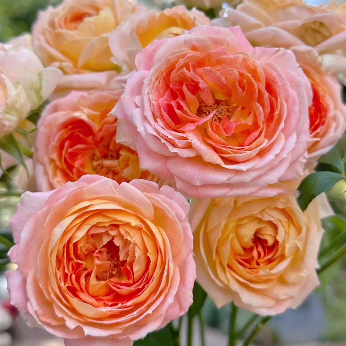 Princess Aiko Japanese Garden Shrub Rose