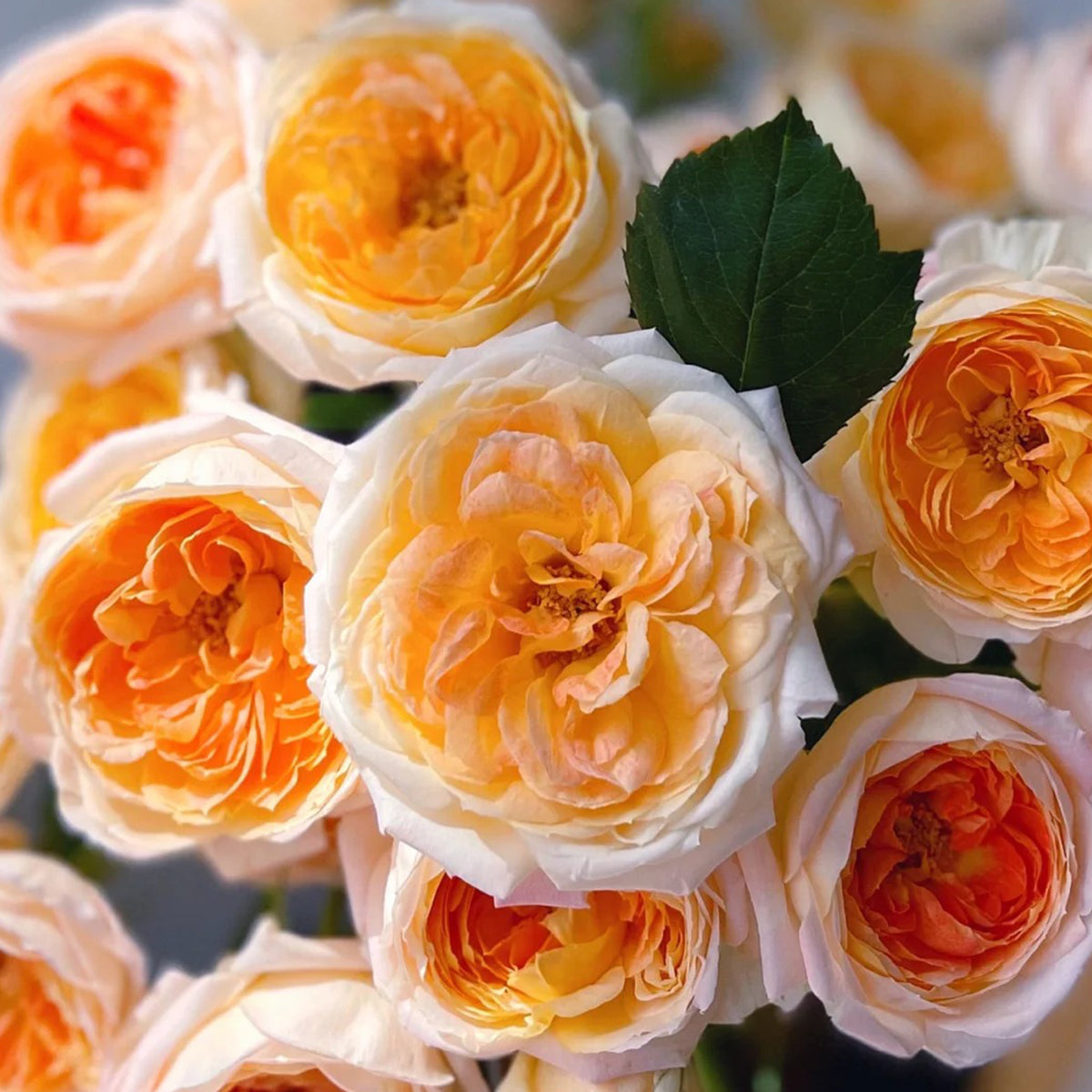 Princess Aiko Japanese Garden Shrub Rose