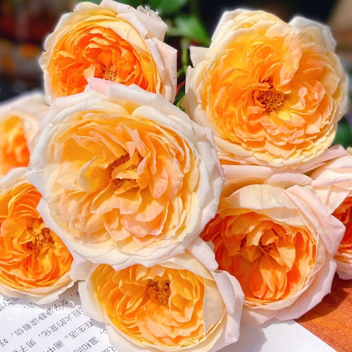 Princess Aiko Japanese Garden Shrub Rose