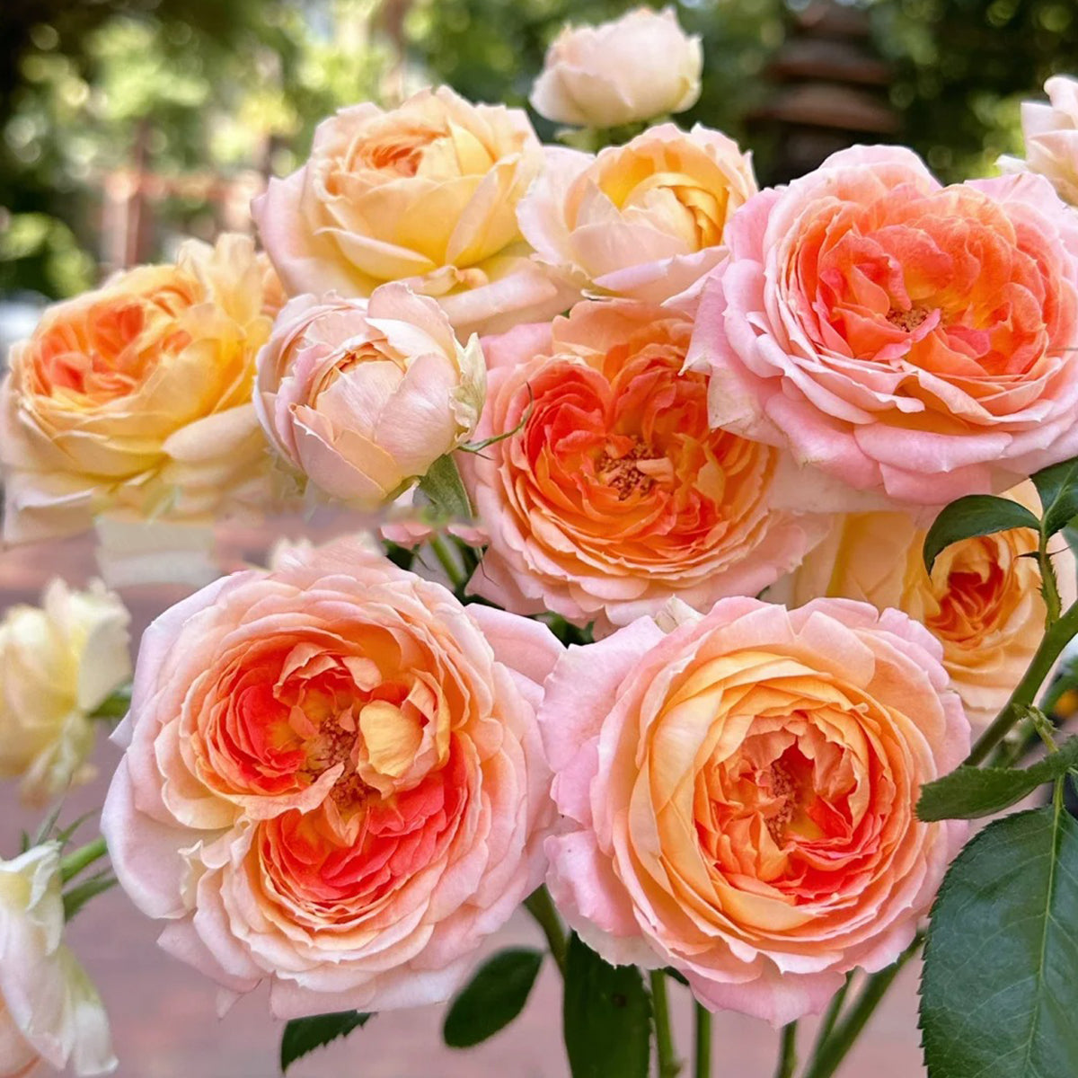 Princess Aiko Japanese Garden Shrub Rose