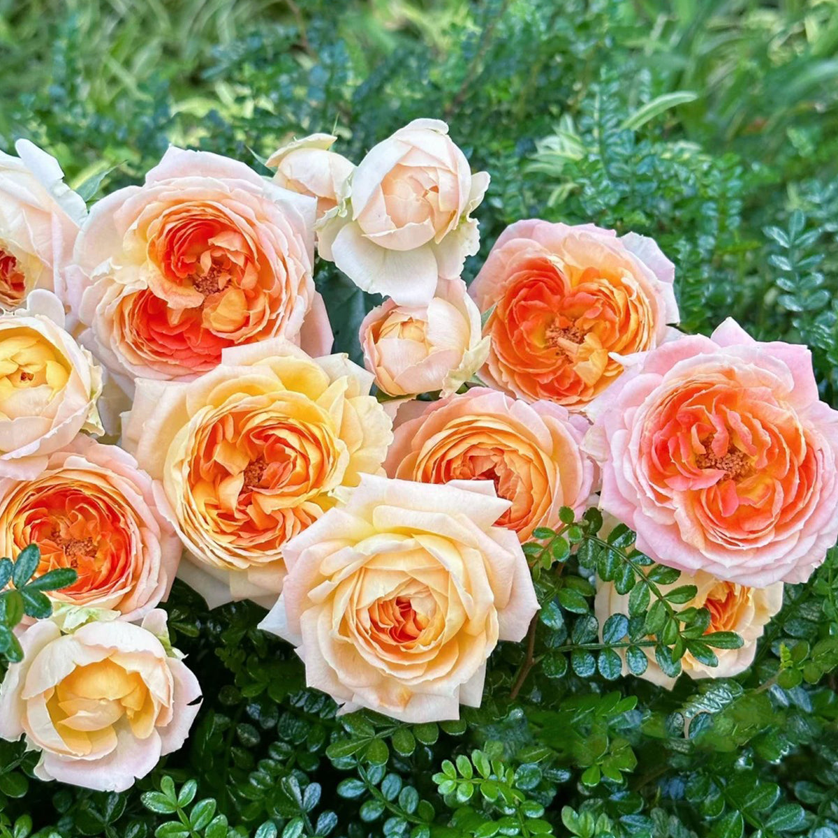 Princess Aiko Japanese Garden Shrub Rose