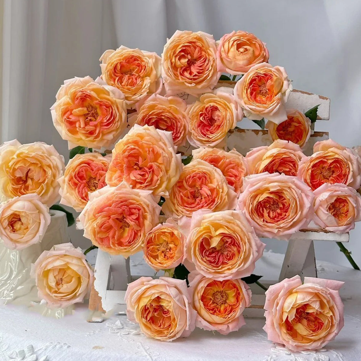 Princess Aiko Japanese Garden Shrub Rose