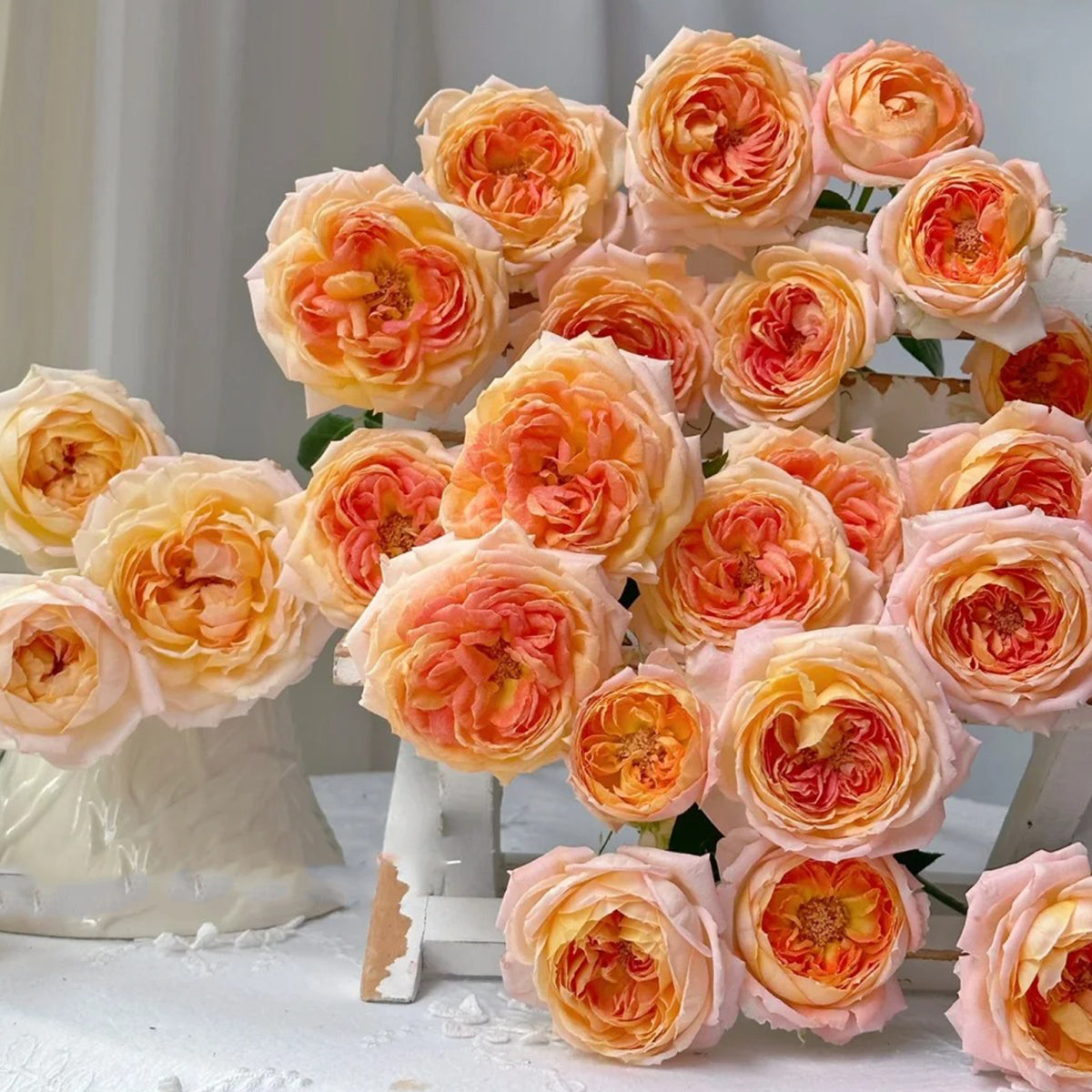 Princess Aiko Japanese Garden Shrub Rose