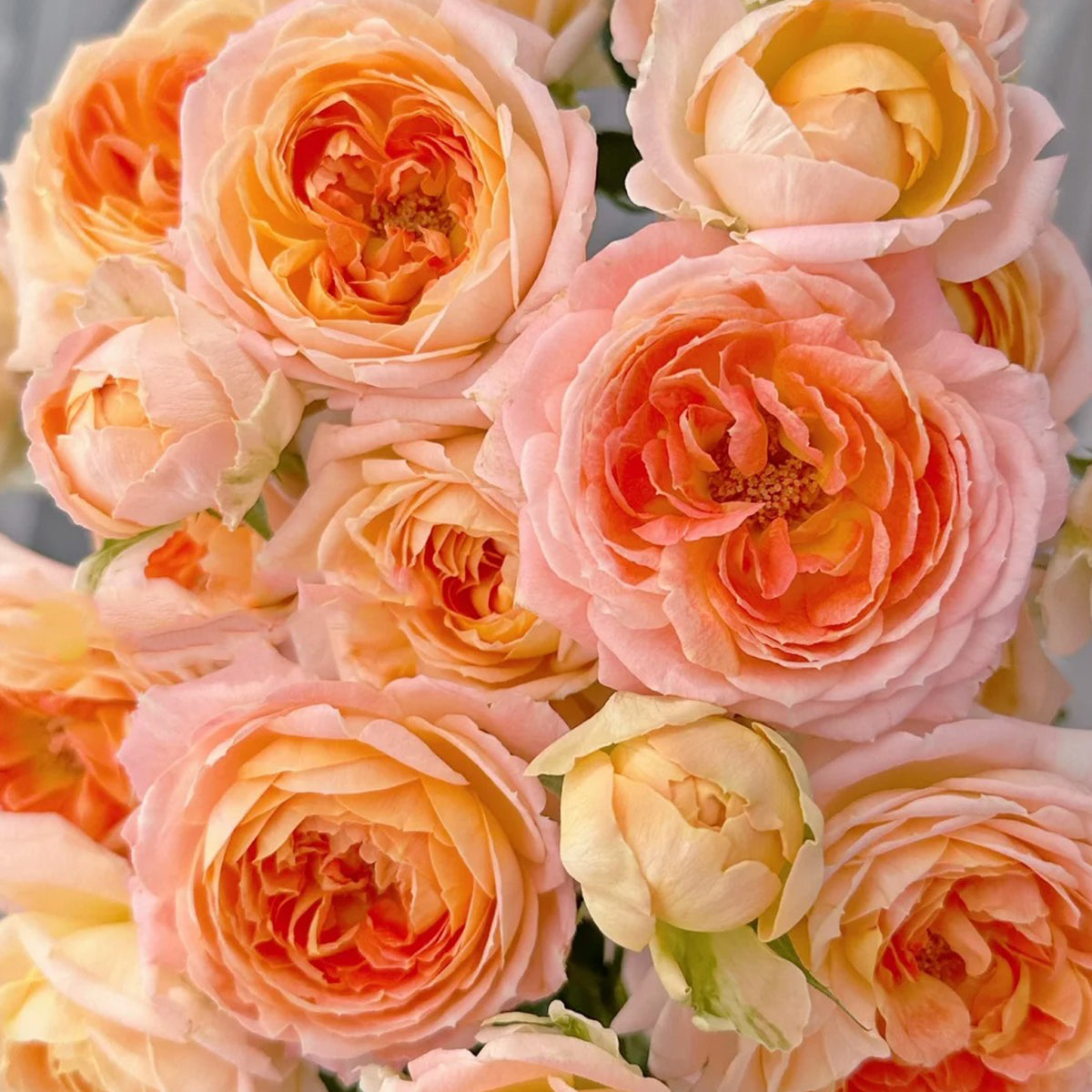 Princess Aiko Japanese Garden Shrub Rose
